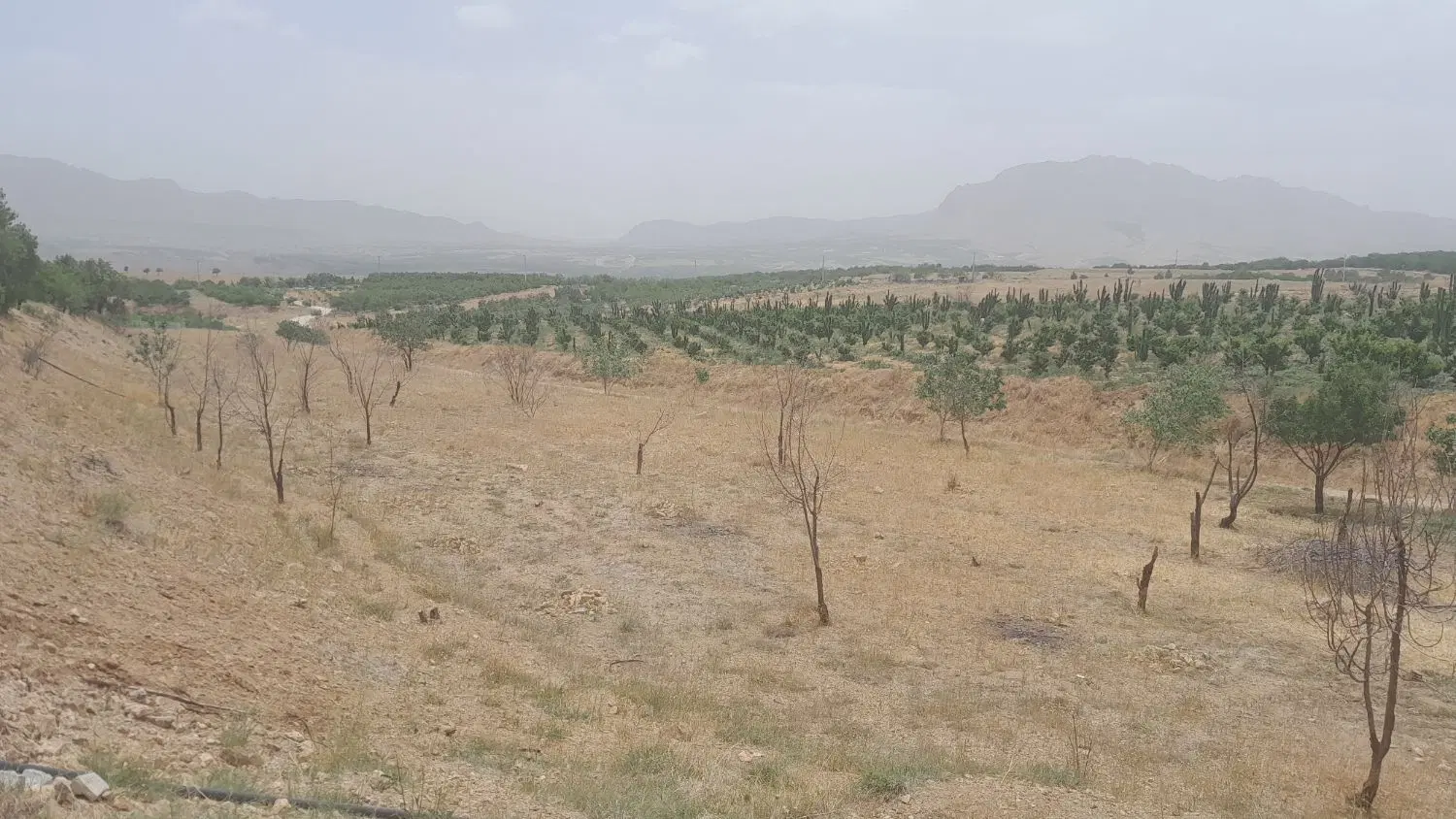 فروش زمین کشاورزی