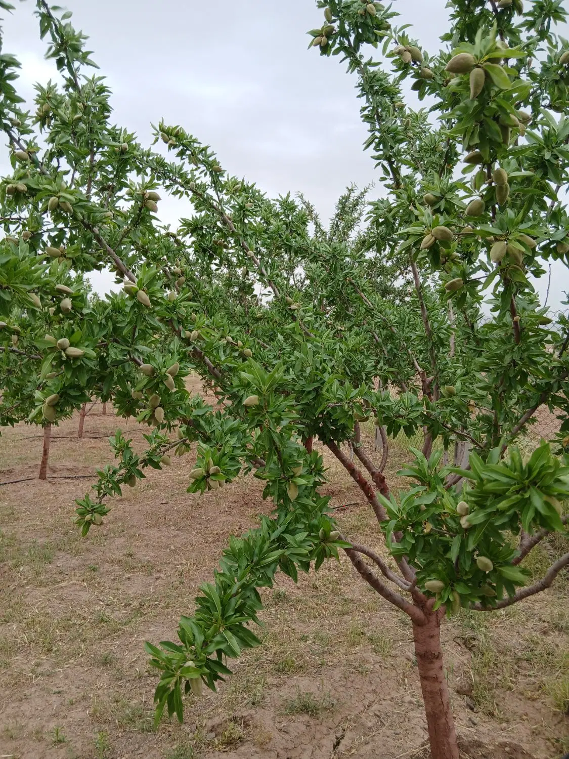 باغ ۶هزارمتری