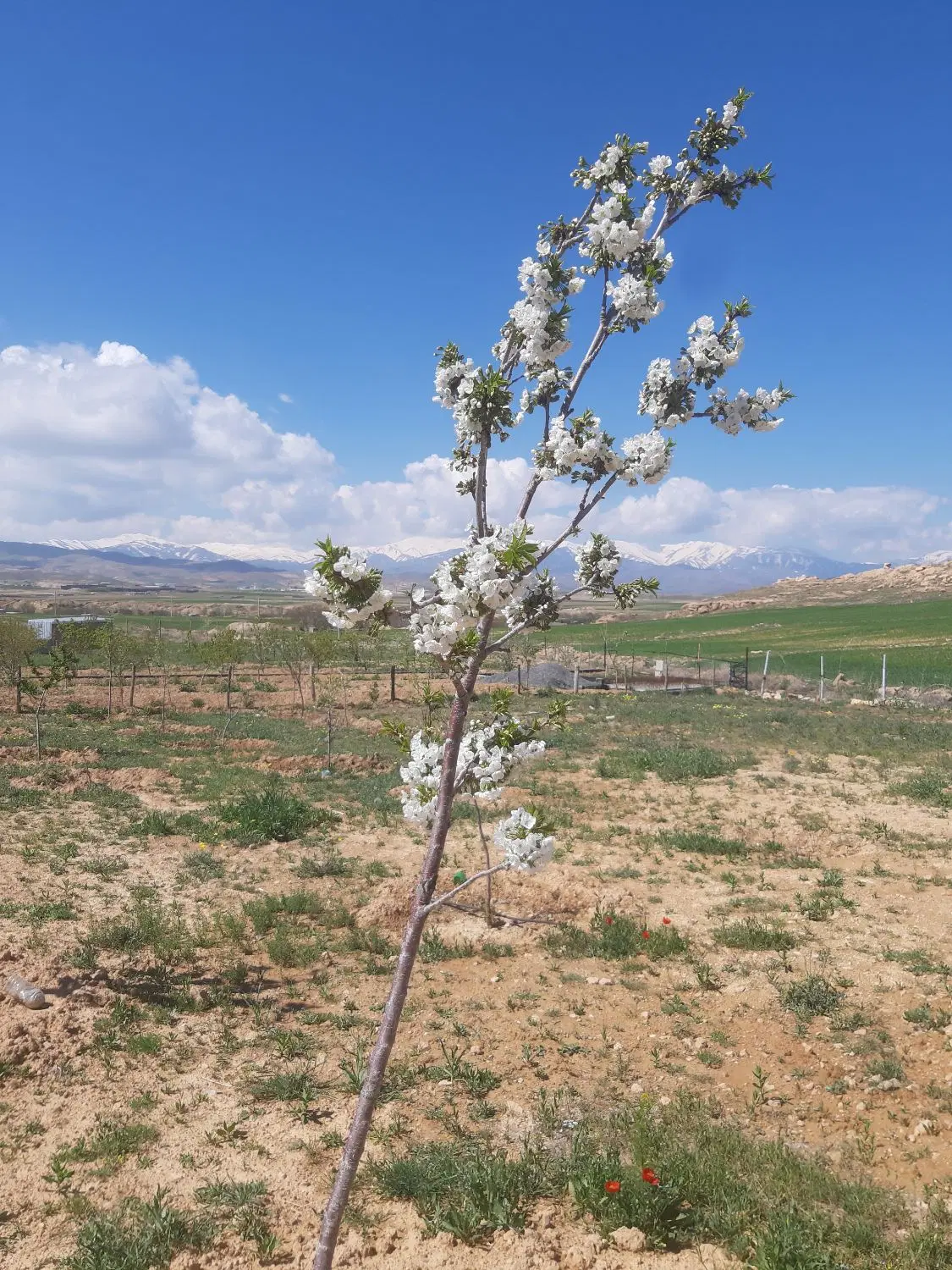 زمین باغی در روستای دینگله کهریز