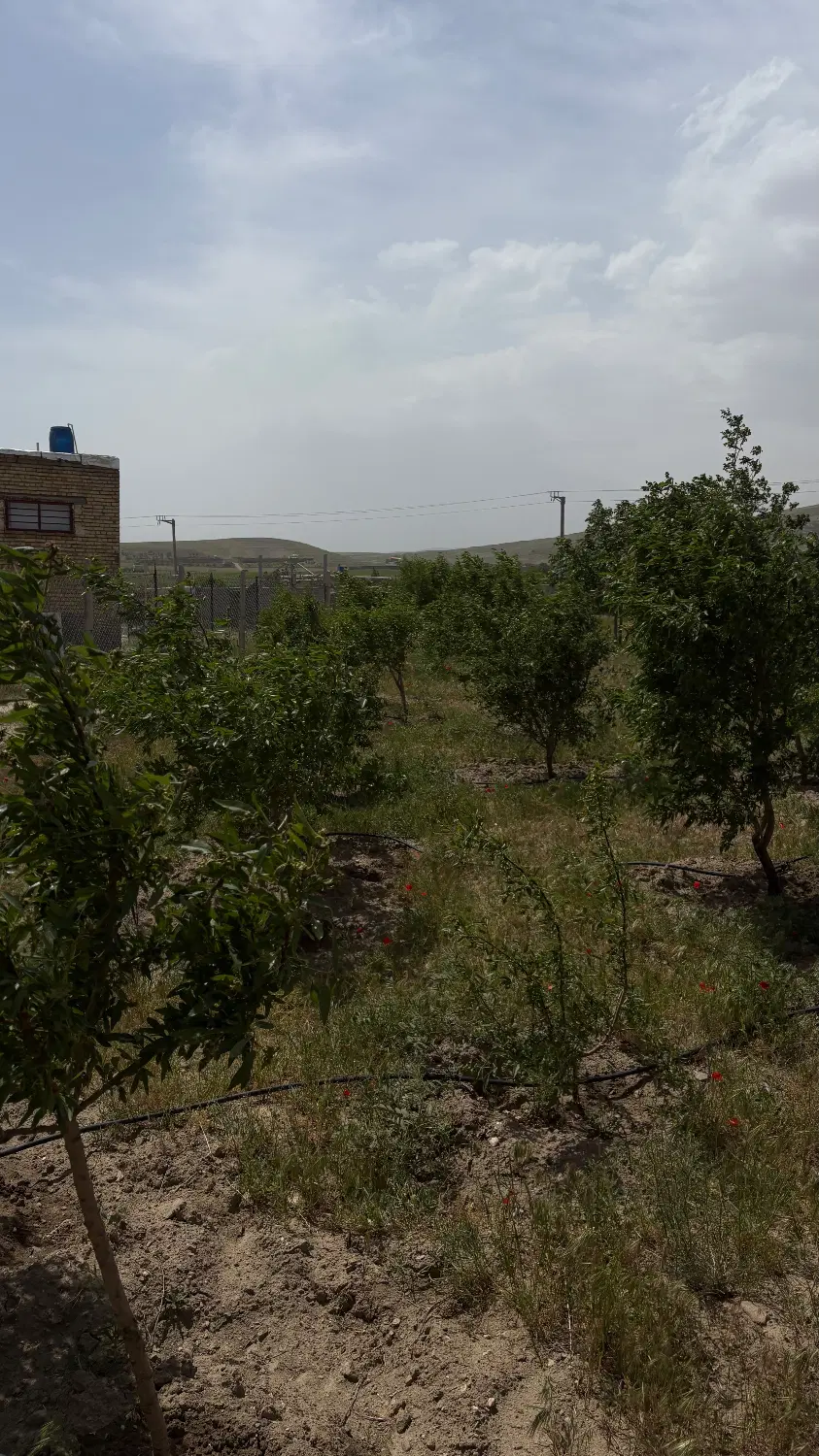 فروش باغ ۵۰۰ متری چشین(کشین)