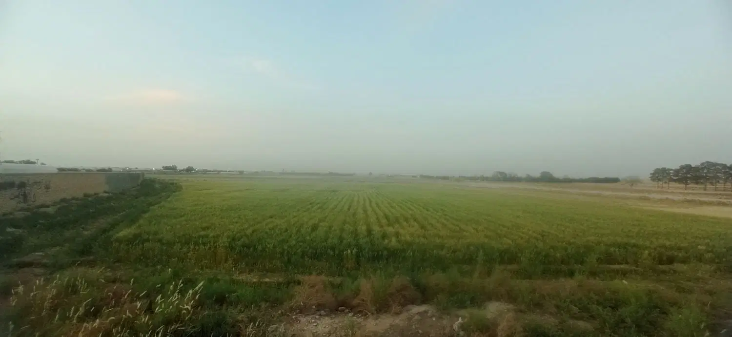 فروش زمین زراعی ، باغ به مساحت 4 هزار و 321 متر