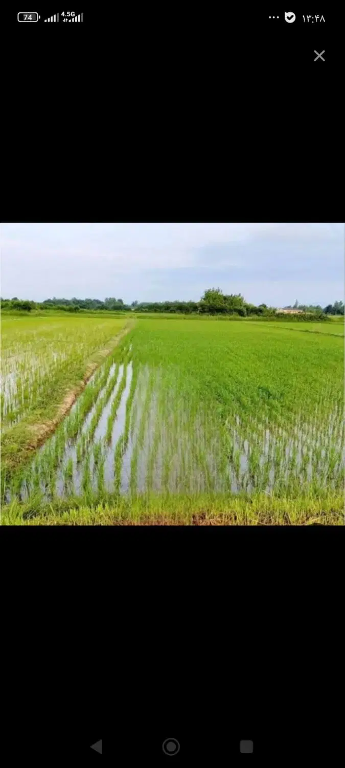 زمین کشاورزی شالیزار درزیباترین شهرشمال