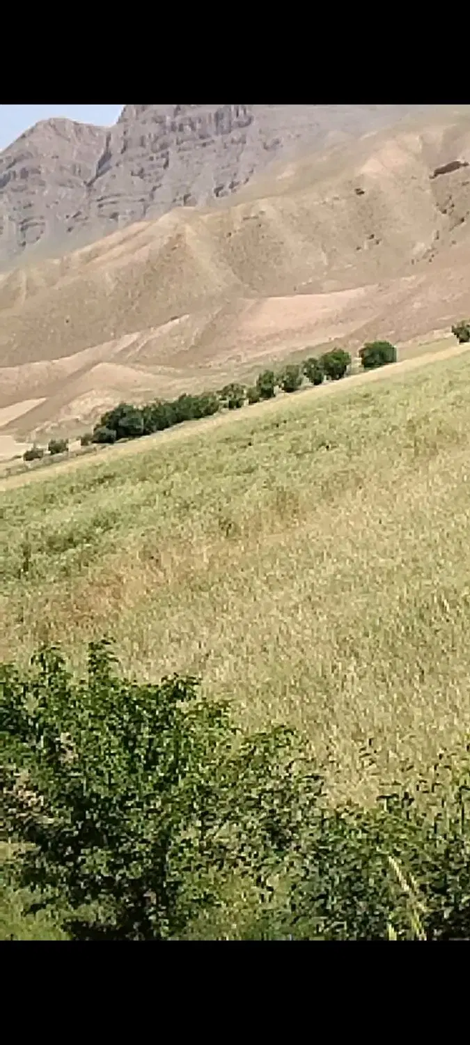 فروش زمین کشاورزی