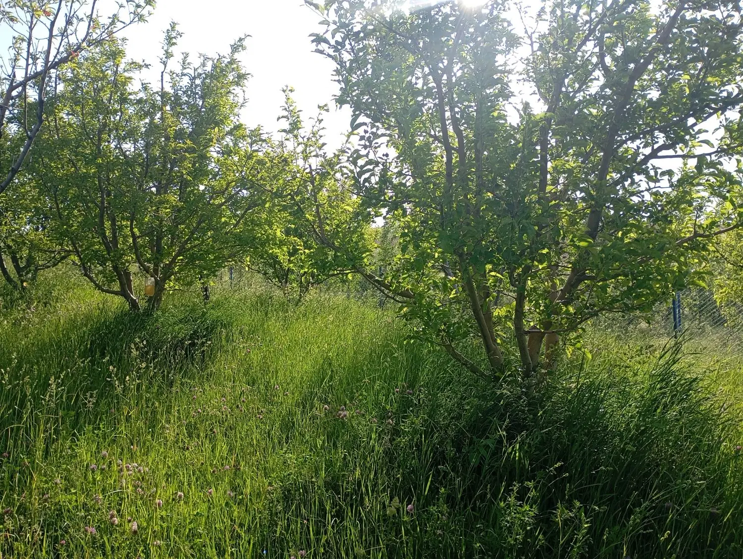 باغ بهشت در روستای گردشگری وردین اهر