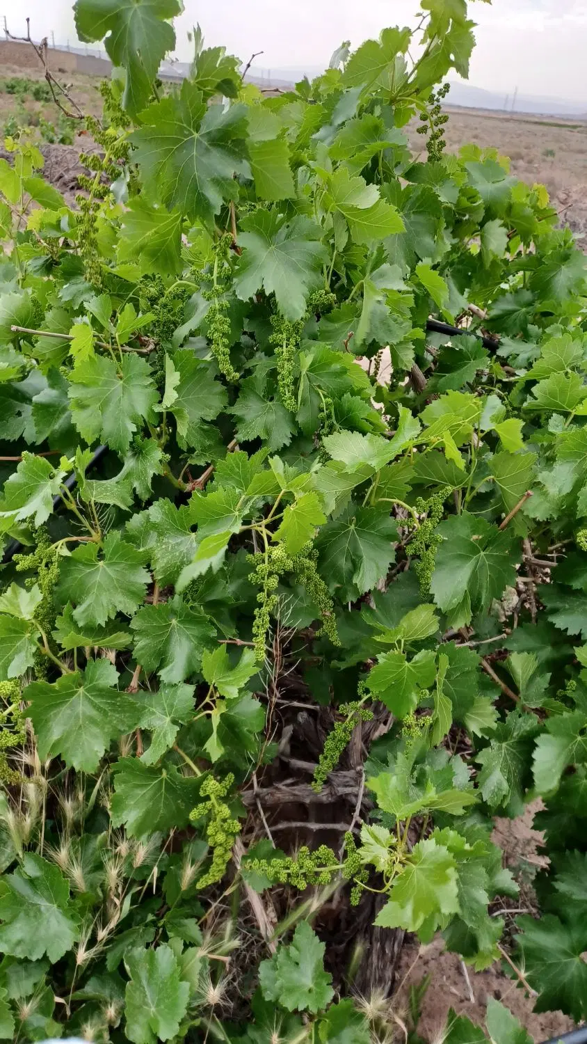زمین شهرک خسروی ۱۰۰متر