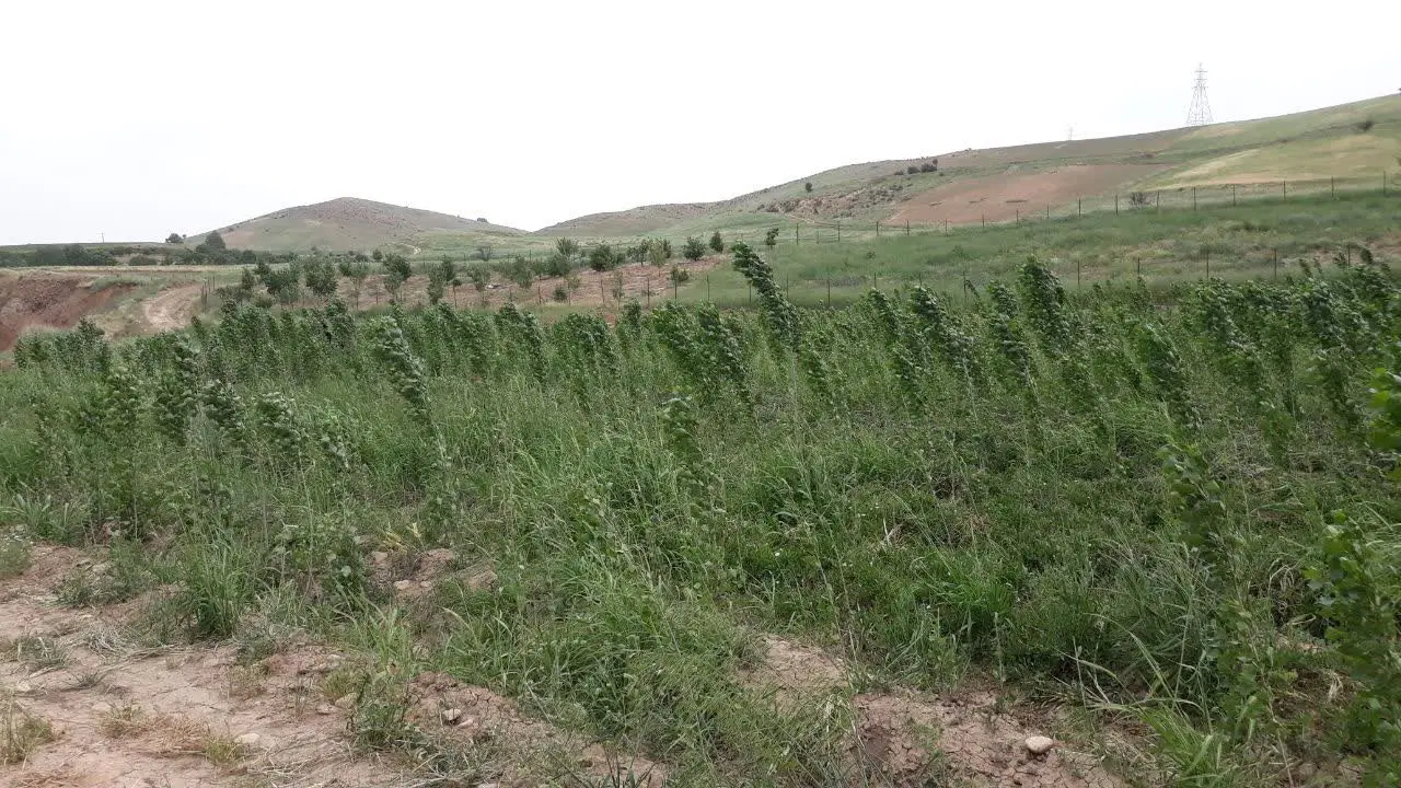 باغ نقلی کاکارضا