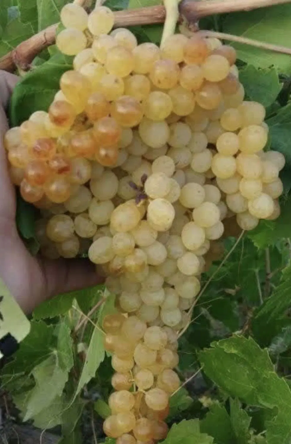 فروش باغ انگور