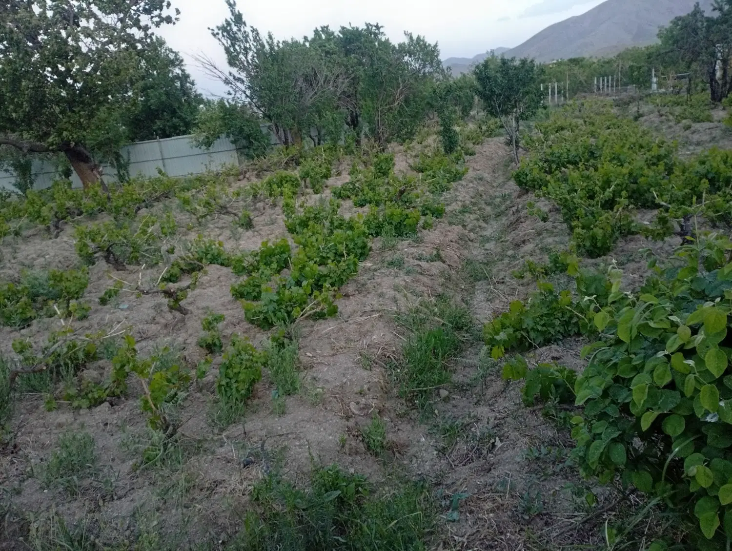 باغ میوه شهرستانک