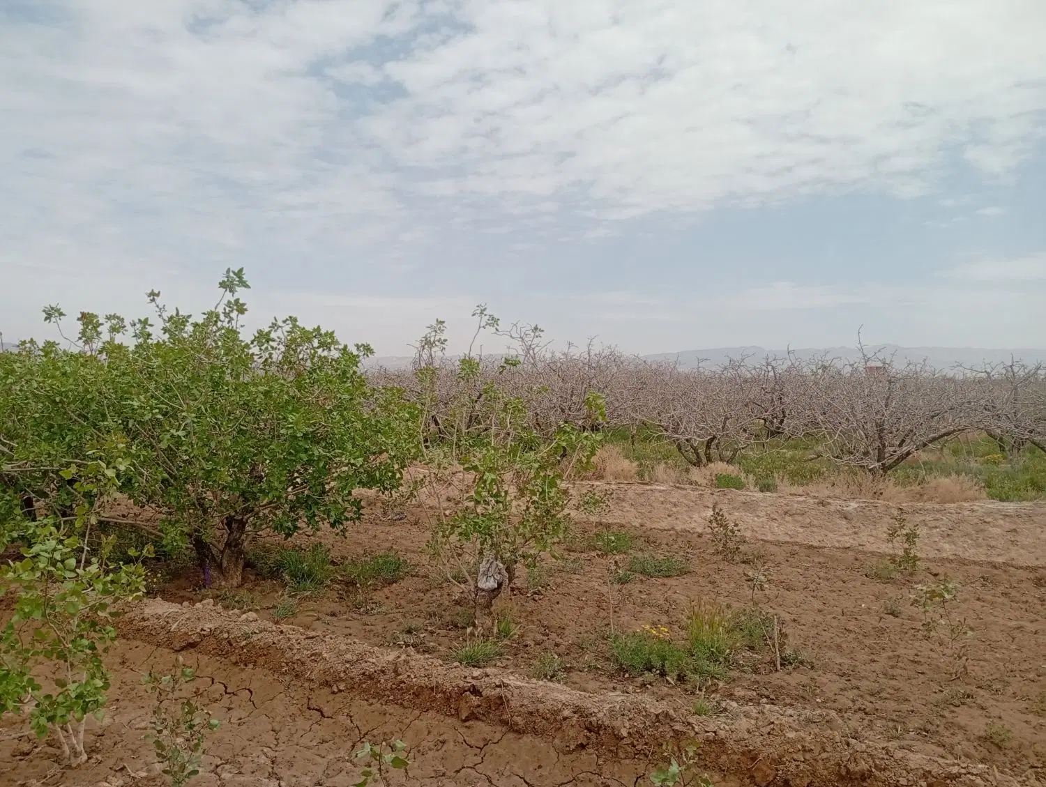 زمین تجاری