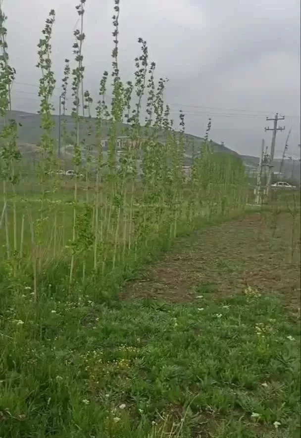 باغ در دهکده الماس