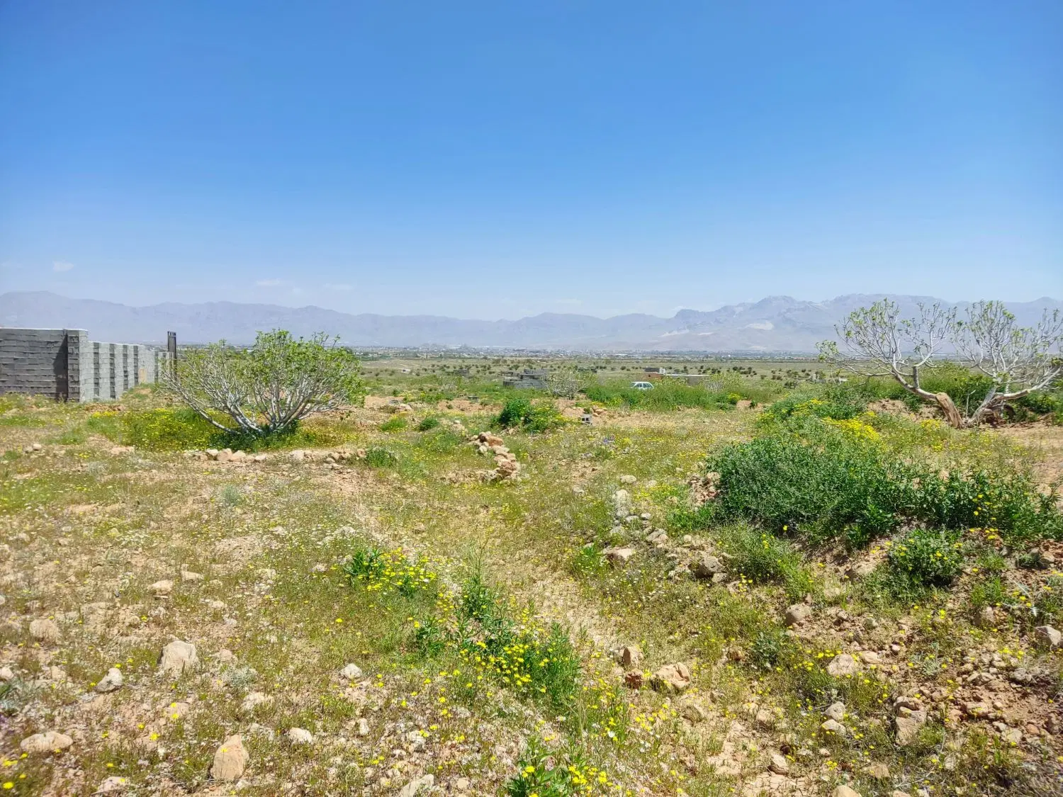 ملک انجیر