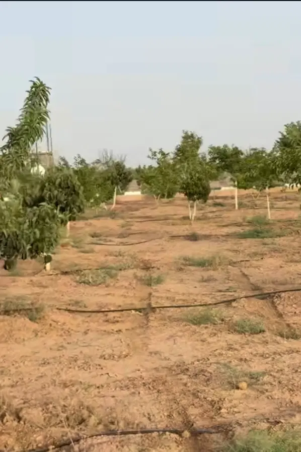 باغ و باغچه زرندیه