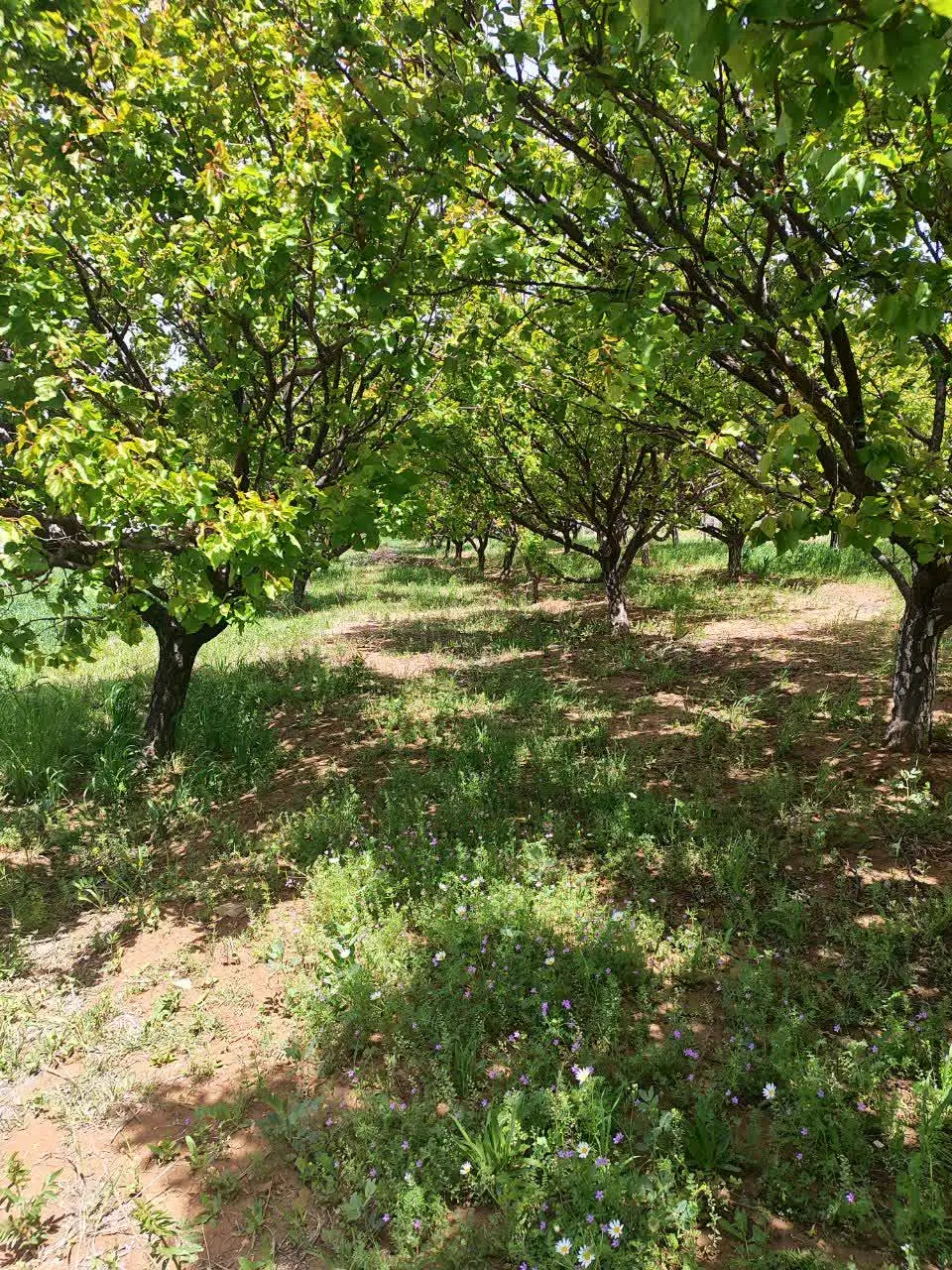 باغ میوه