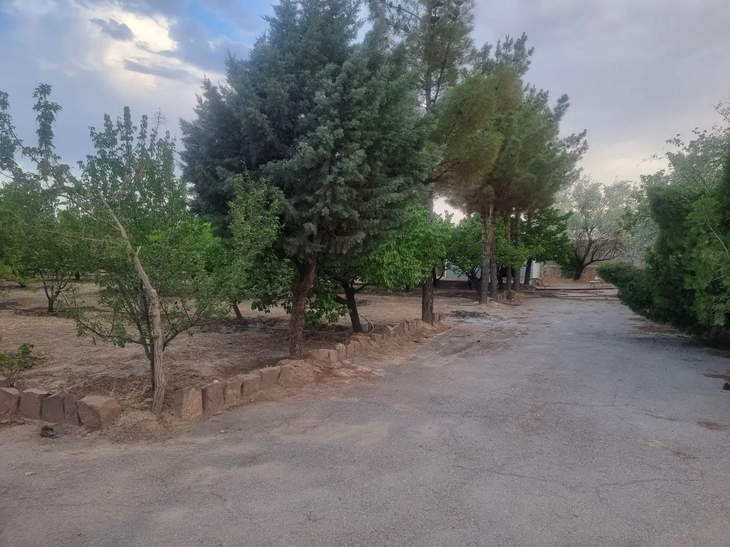 باغچه پر از درختان میوه ۲۰ ساله ،داخل مجتمع