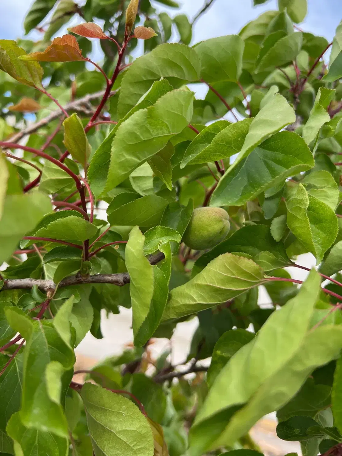 باغچه در ورامین باغخواص