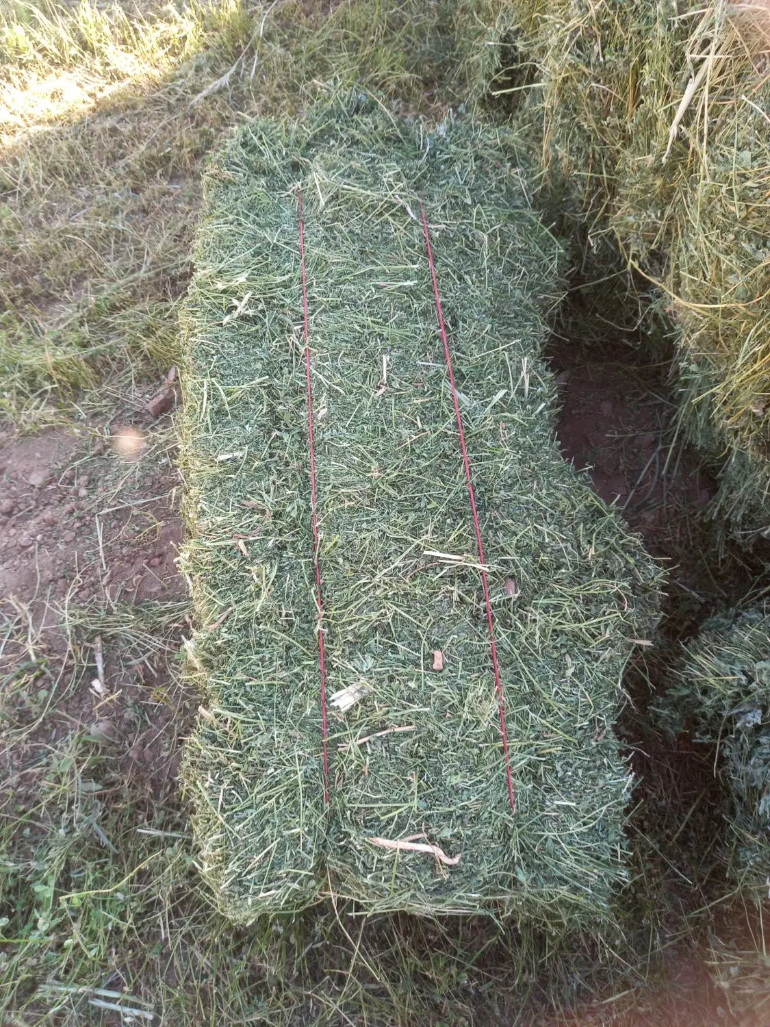 فروش یونجه