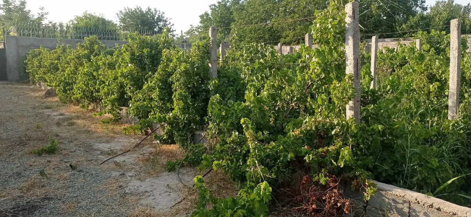 باغچه انگور چهار دیواری