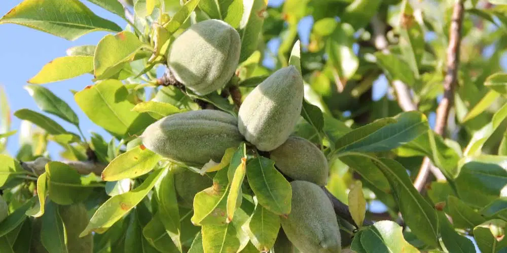 باغچه نقلی میوه با انشعاب برق سیدقلی