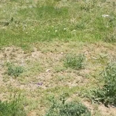 زمین زمین ۶دانگ خورموج