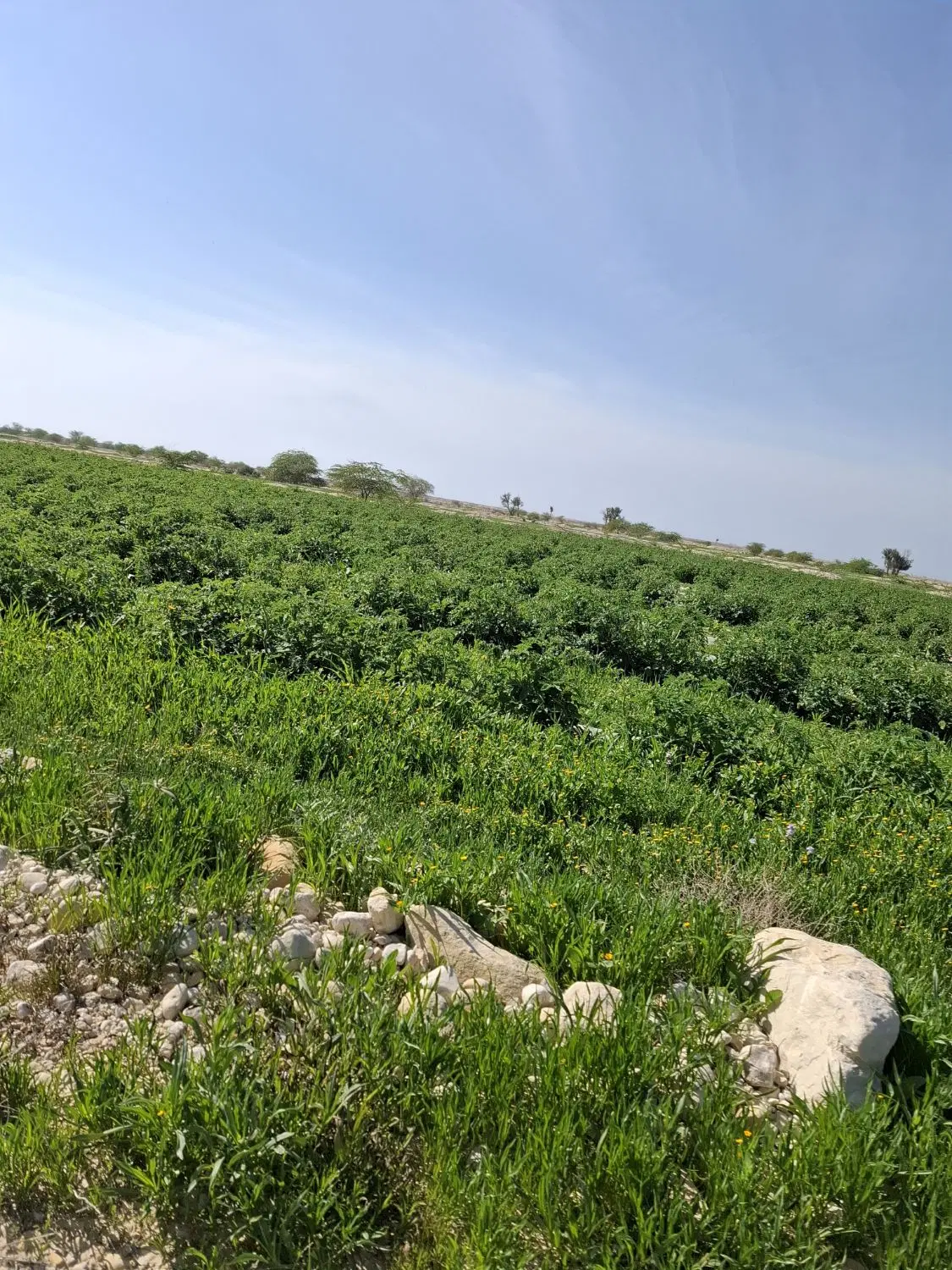 زمین  دوبرشهرک معلم نشاط