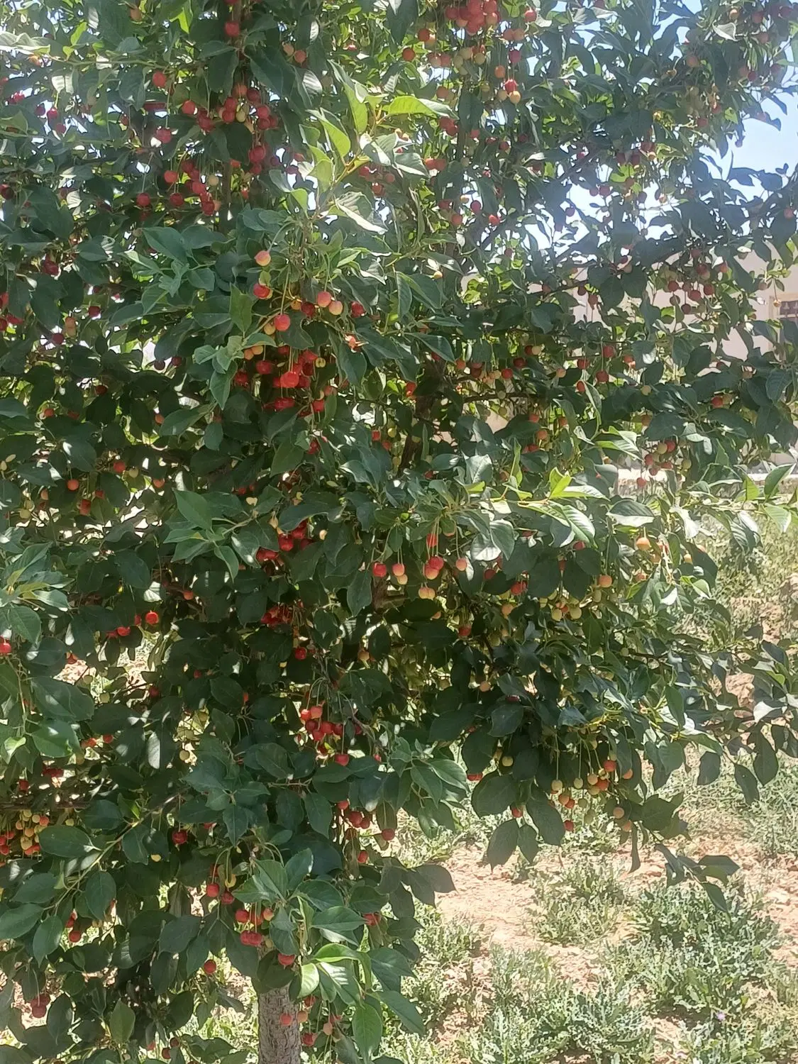 باغ و ویلا