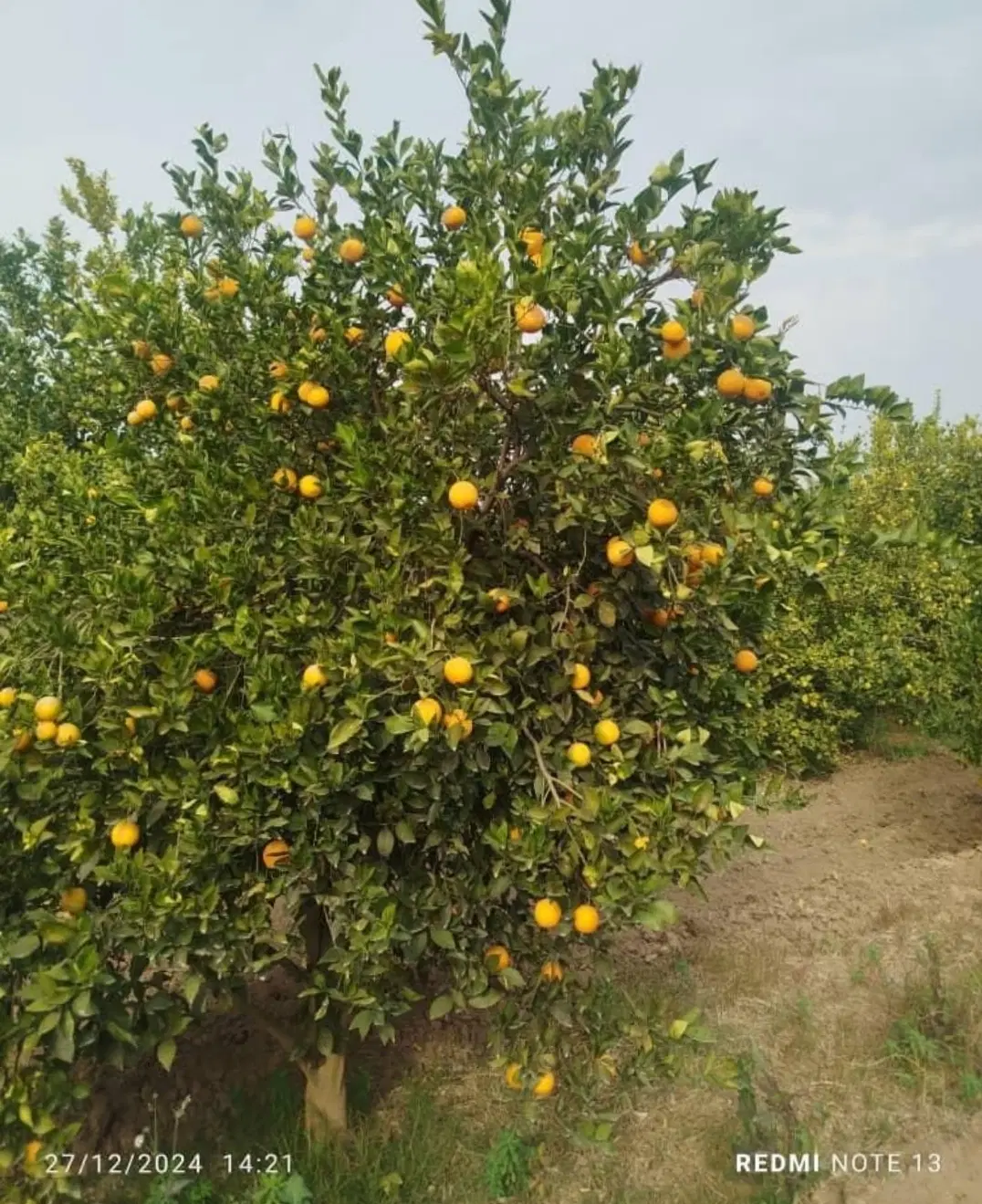 فروش باغچه 400متری نزدیک به دزفول