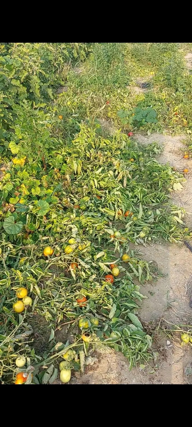 اجاره ۷ هکتار زمین کشاورزی با چاه آب