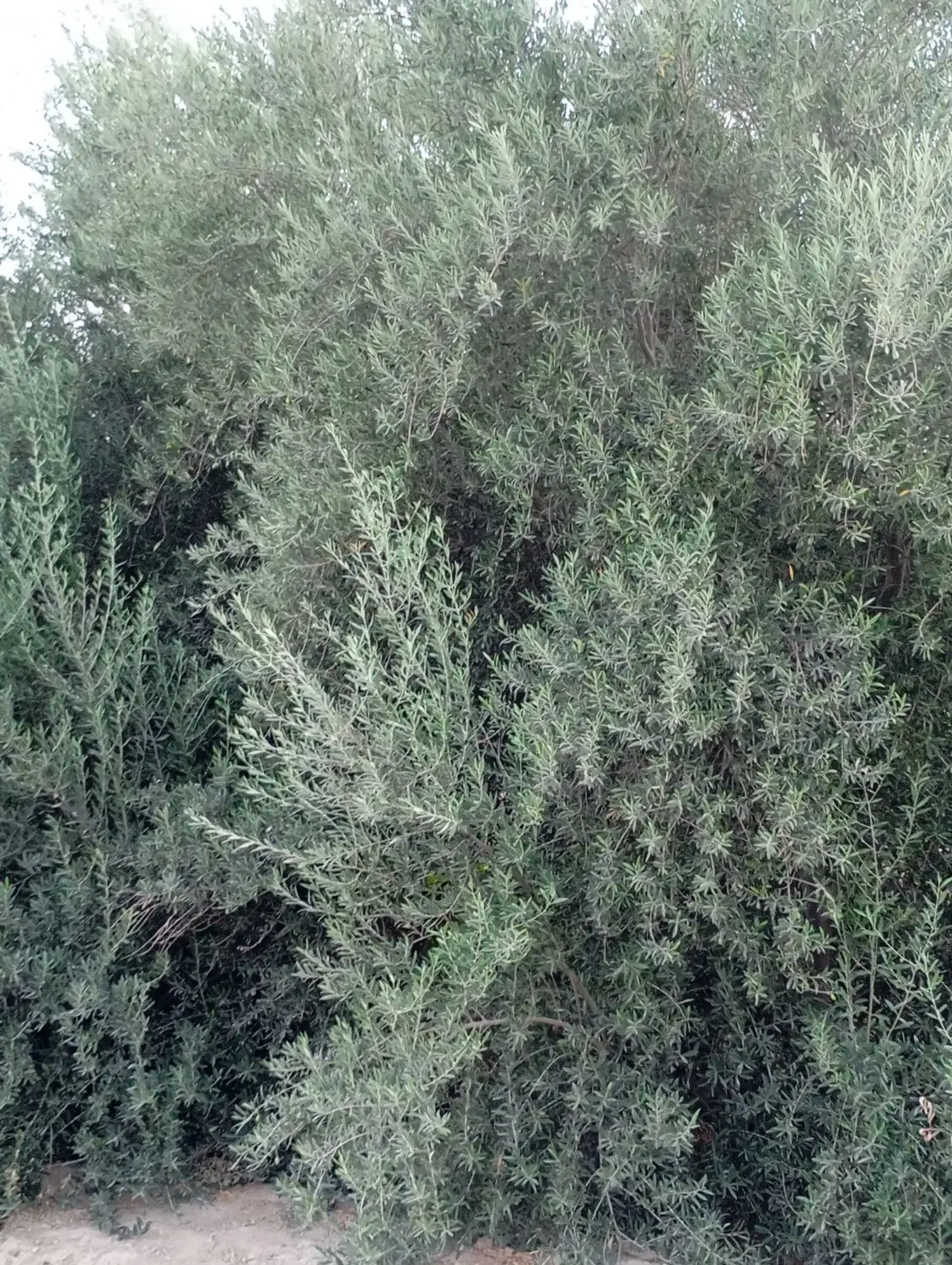 فروش باغ