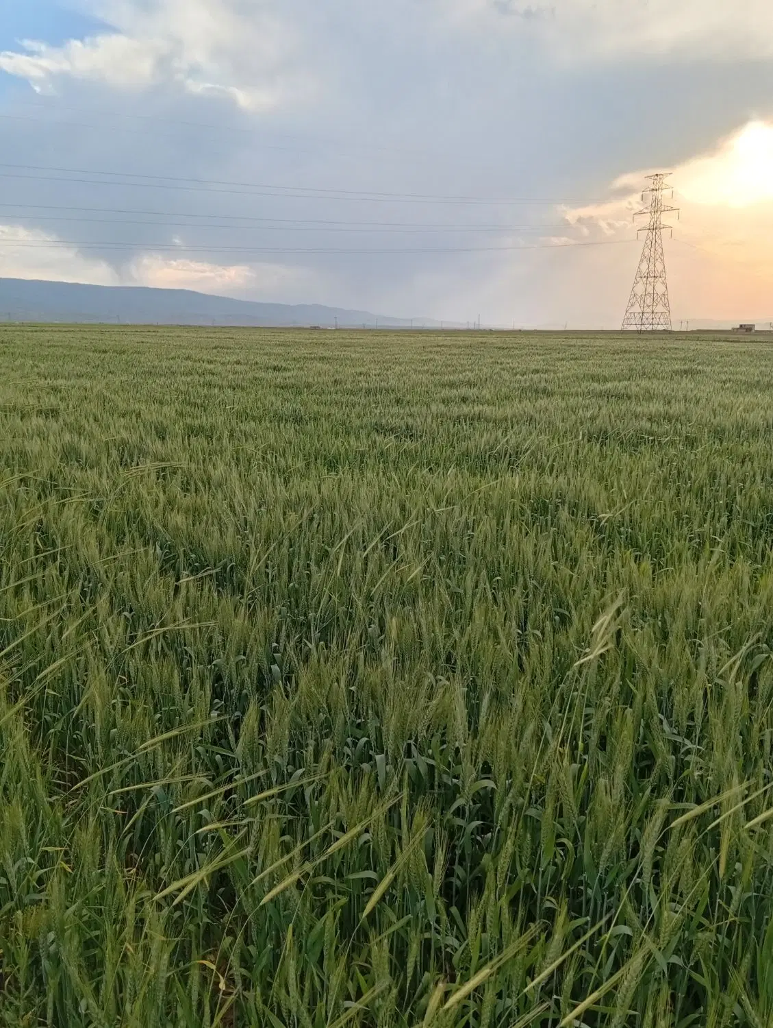 اجاره زمین برای زعفران داده میشود