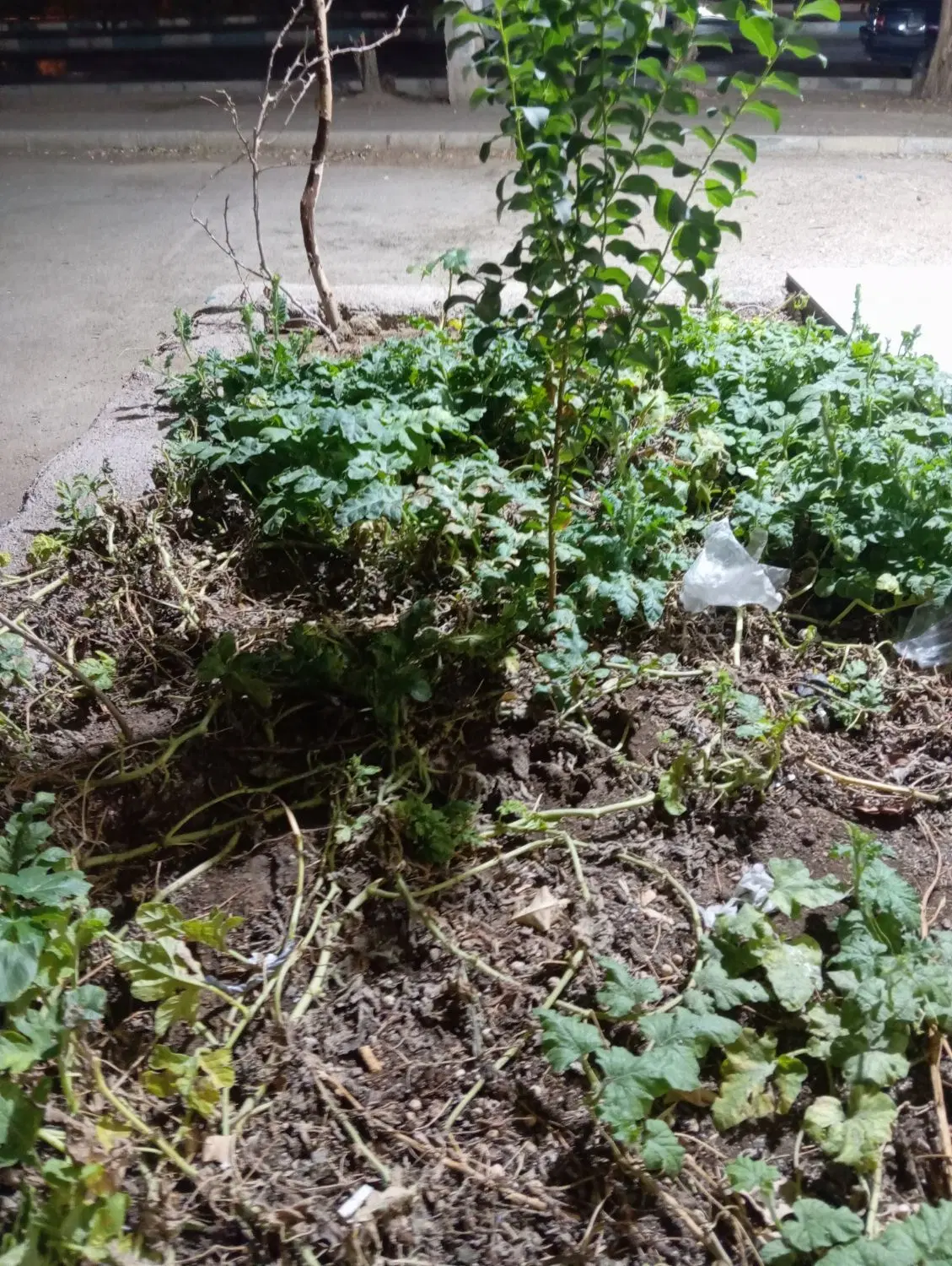زمین مسکونی 256متر