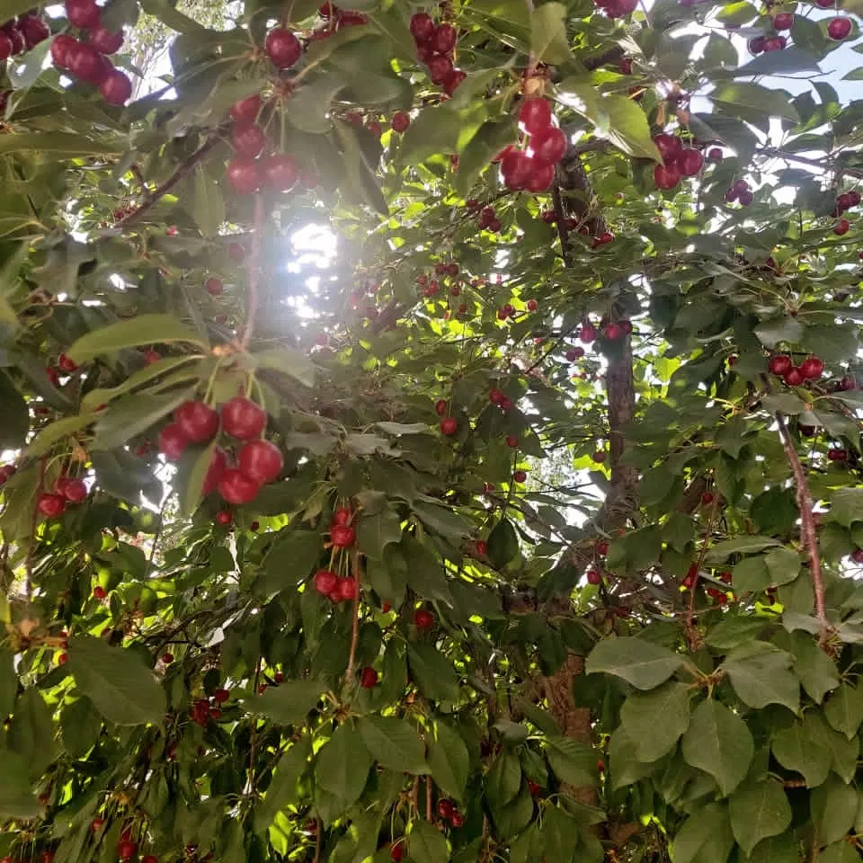 زمین  فتح آباد