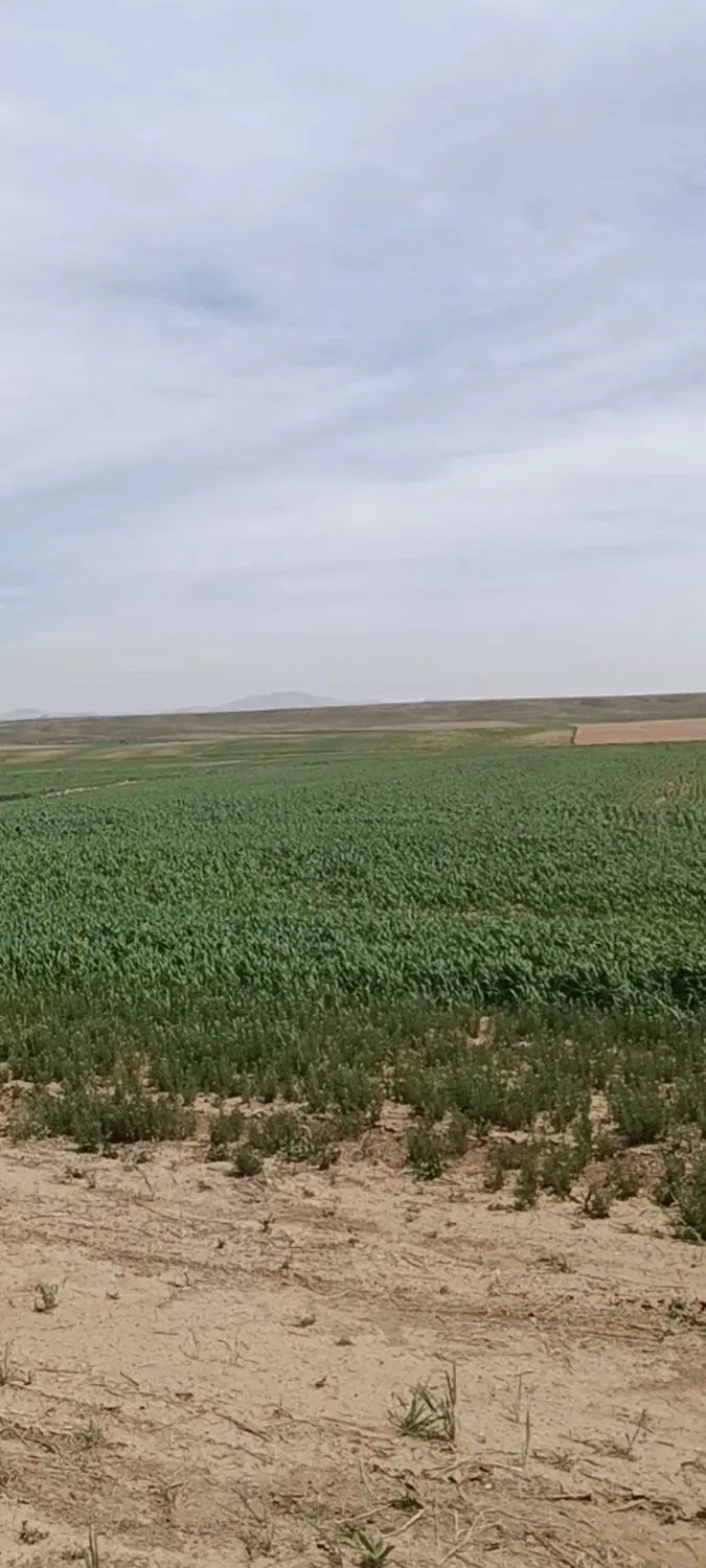زمین کشاورزی