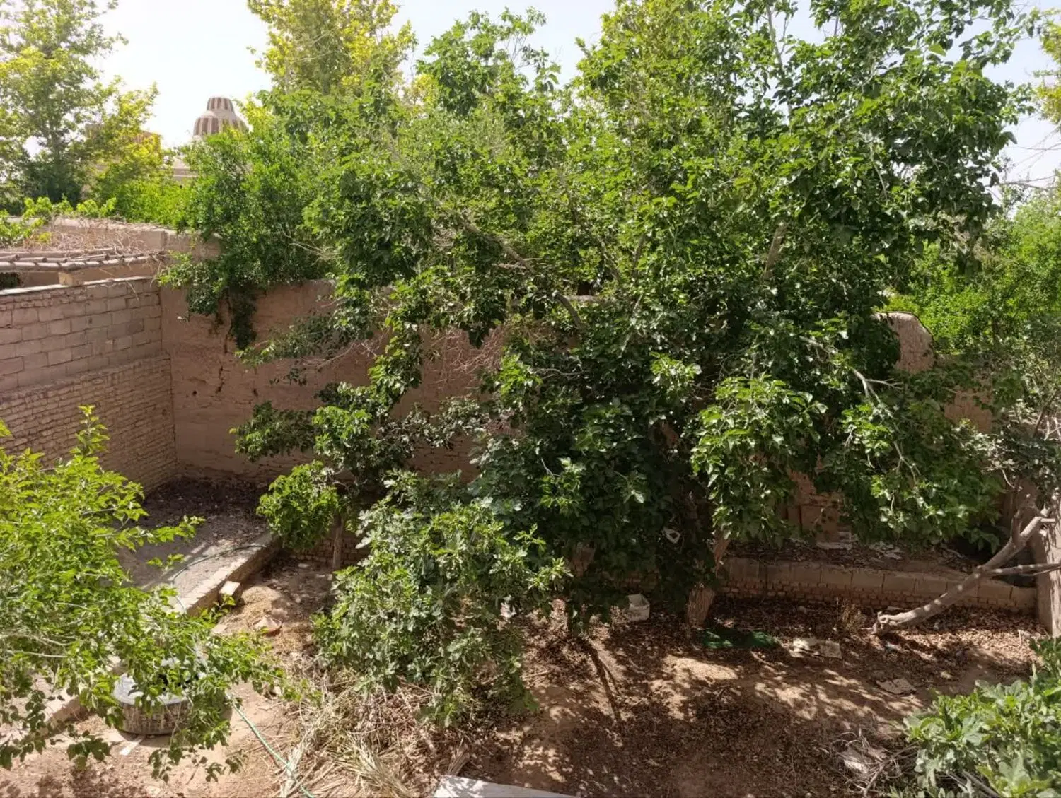 خانه باغ قدیمی مهریز