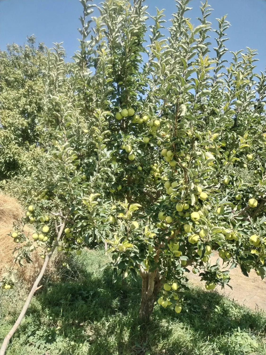 اجاره باغ سیب
