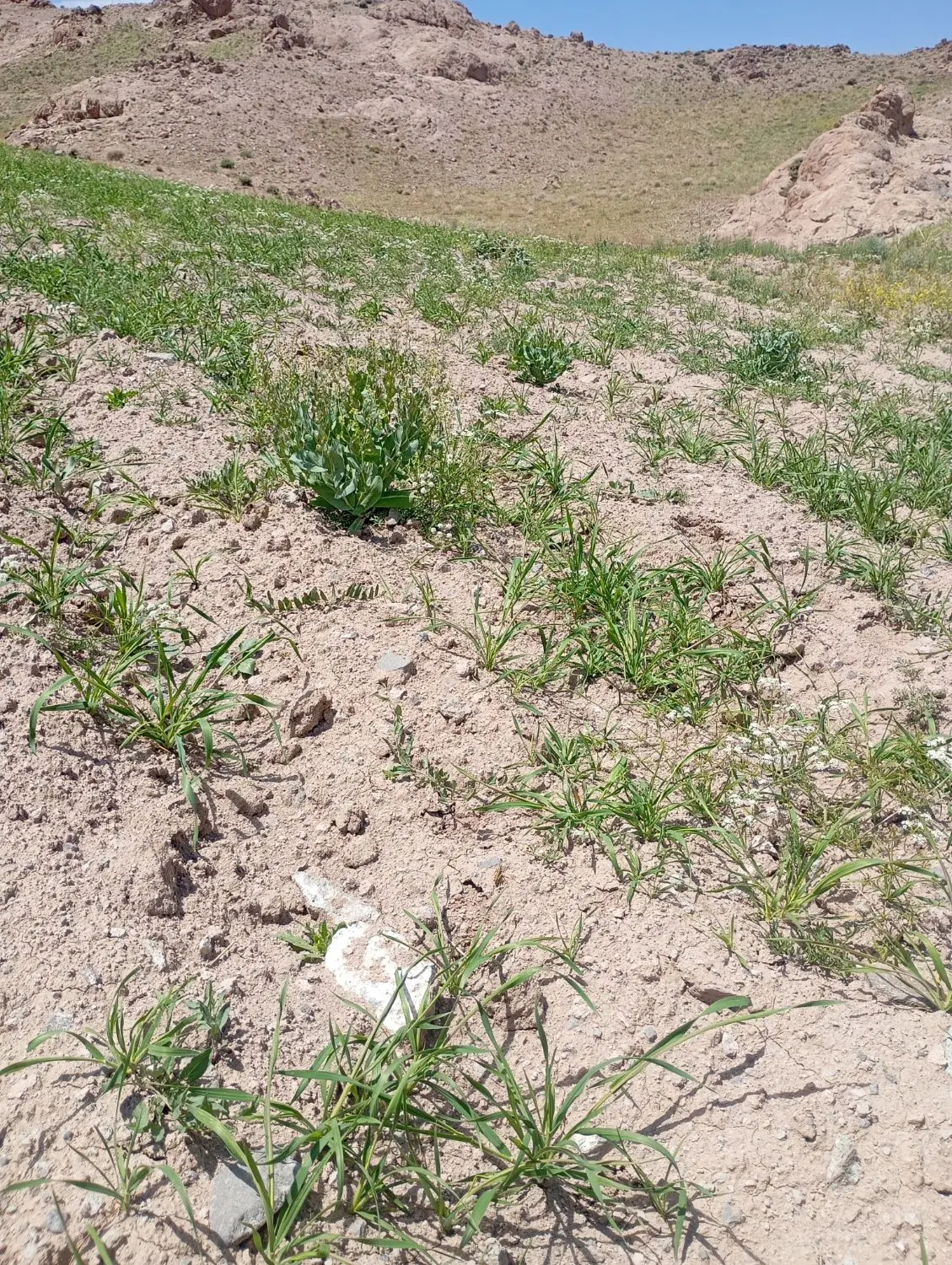 زمین مسکونی کلاته بجدی 600 میلیون