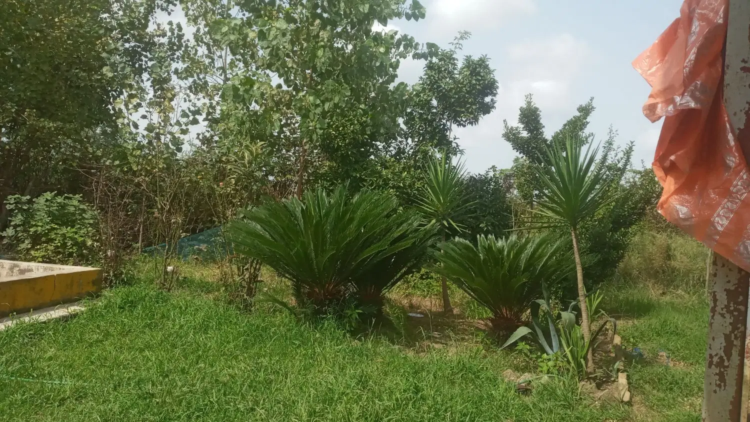 زمین باغی باقیمت مناسب