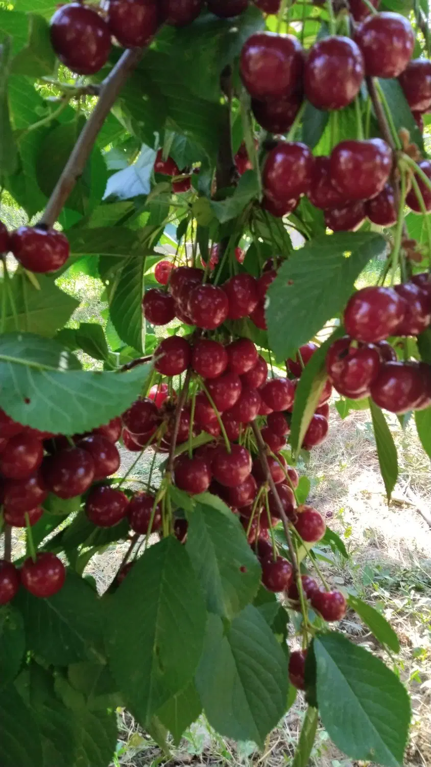 زمین کشاورزی