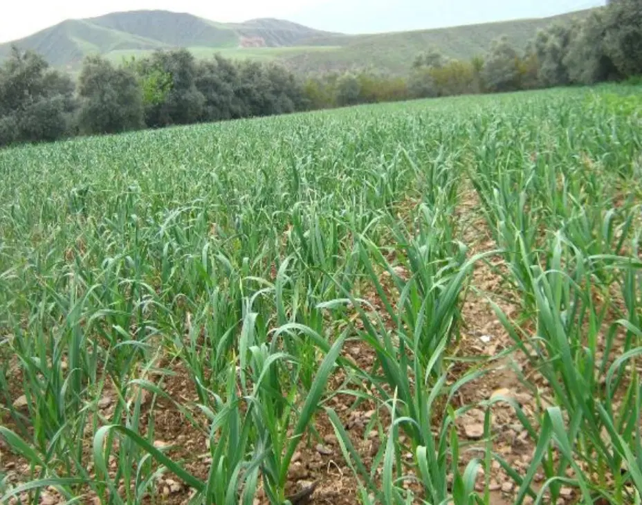 زمین اجاره برای کشت سیر