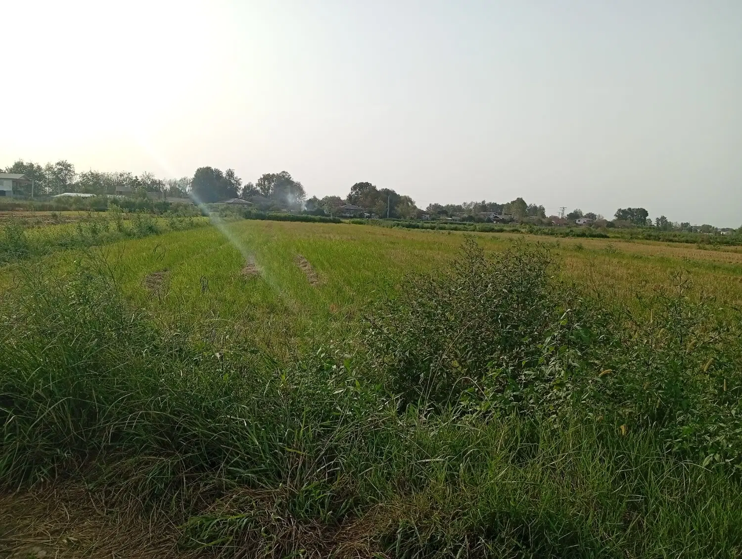 زمین کشاورزی