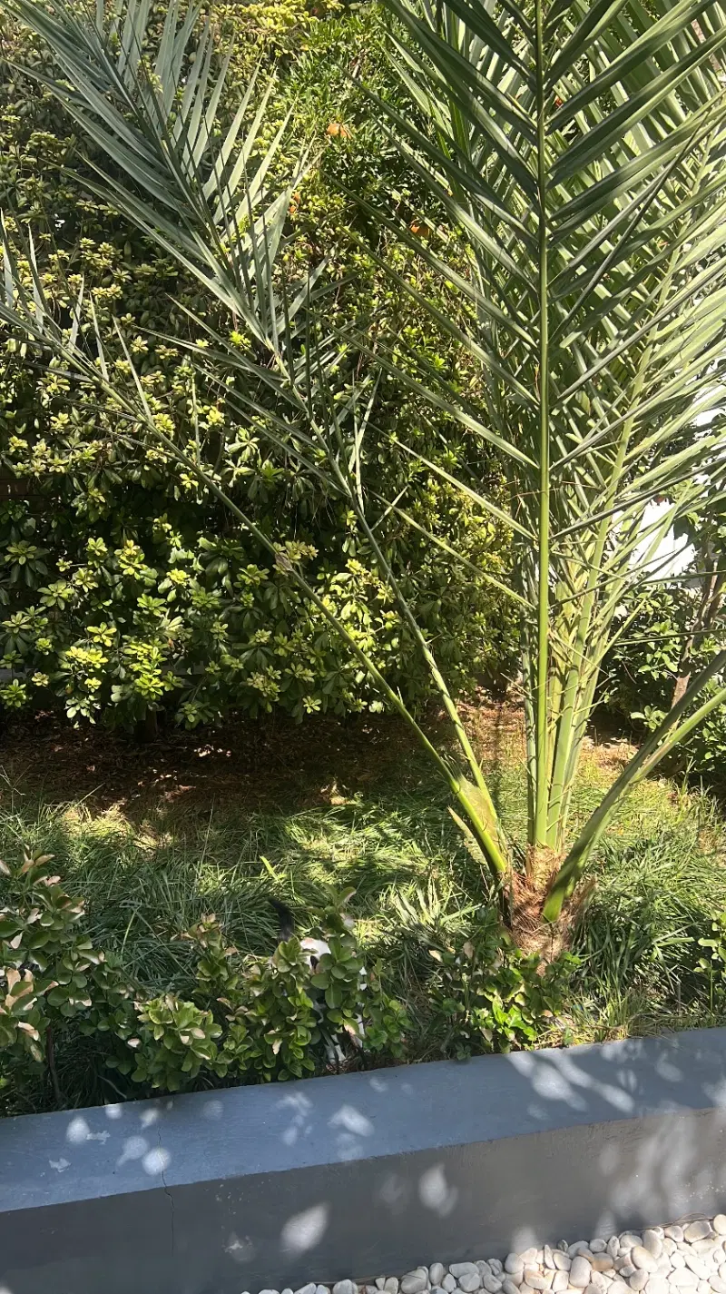 زمین باغی قصرالدشت