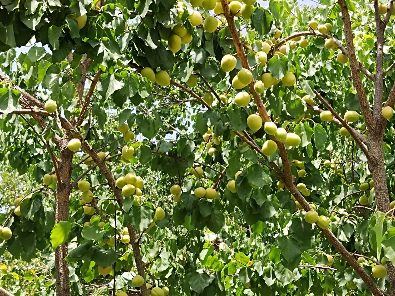 زمین واگذاری دادگستری سند تک برگ
