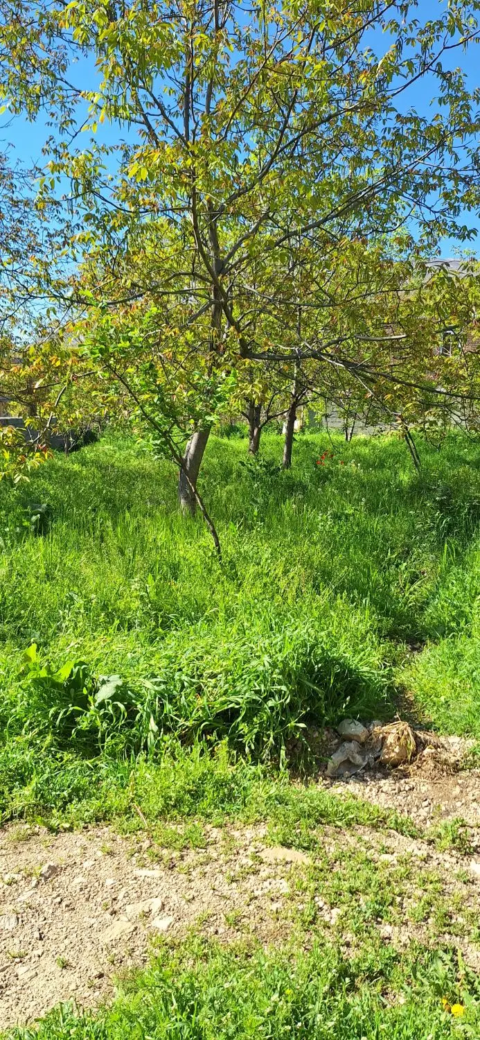 باغ فروشی