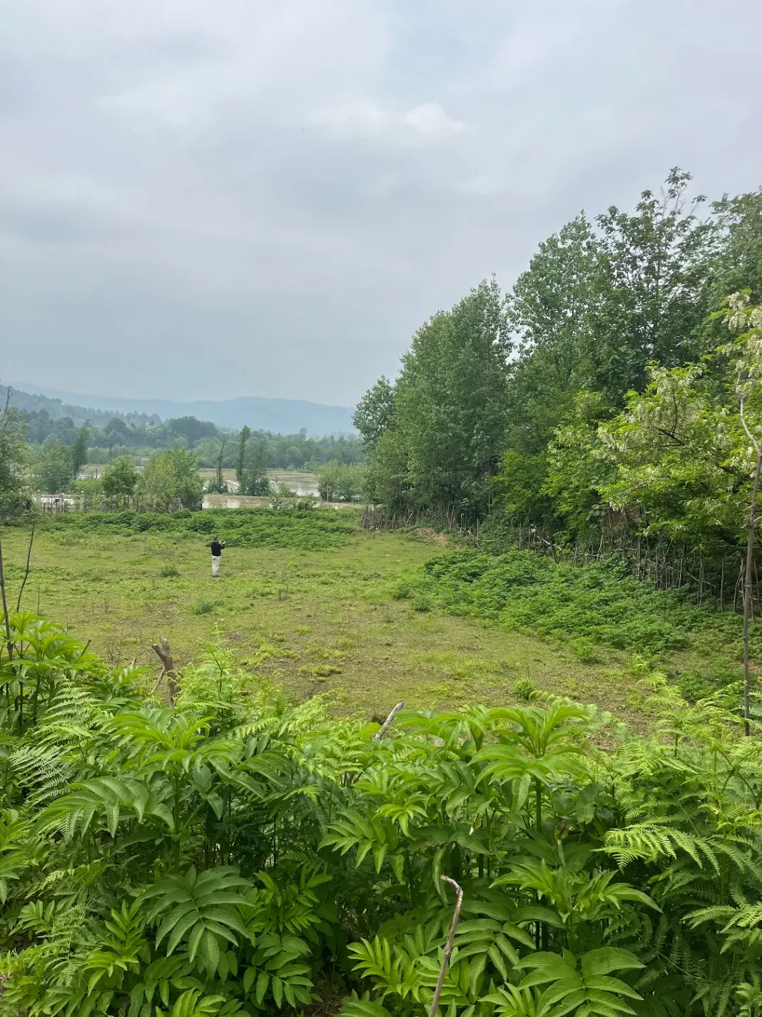 یک قطعه زمین کوهپایه ای صفر جنگل