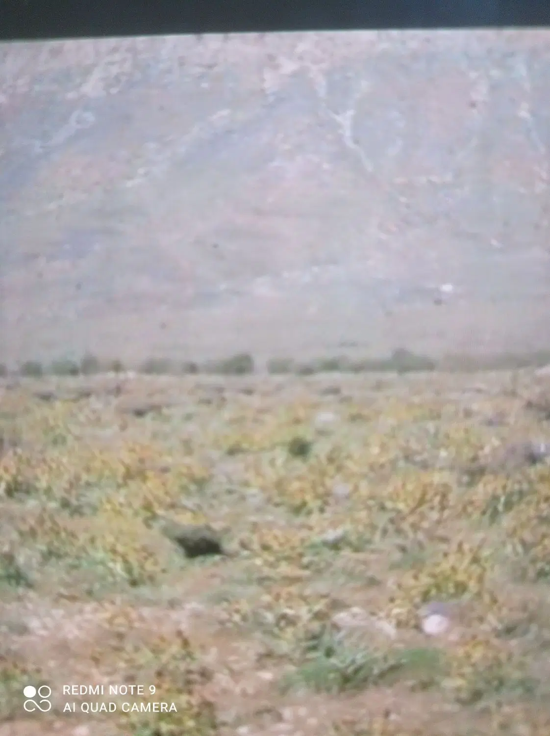 زمین مشاع گویم