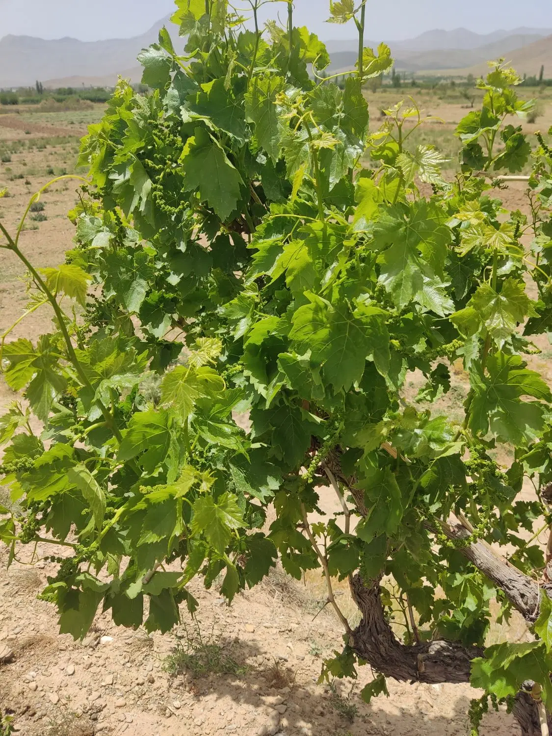 فروش زمین جاورسیان