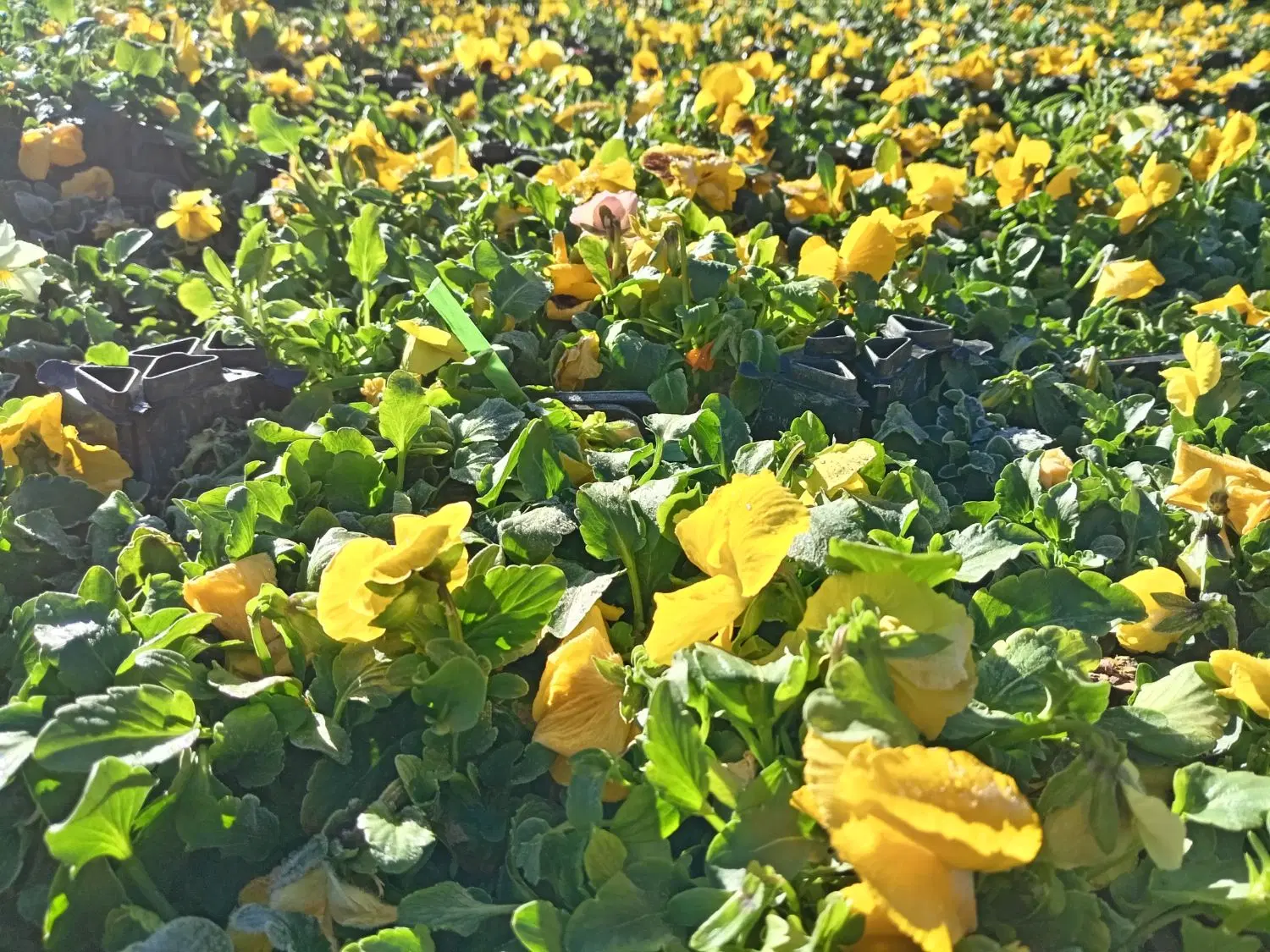زمین کشاورزی