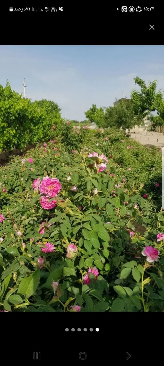 زمین کشاورزی ۱۲۰۰۰ متر مورد استثنایی