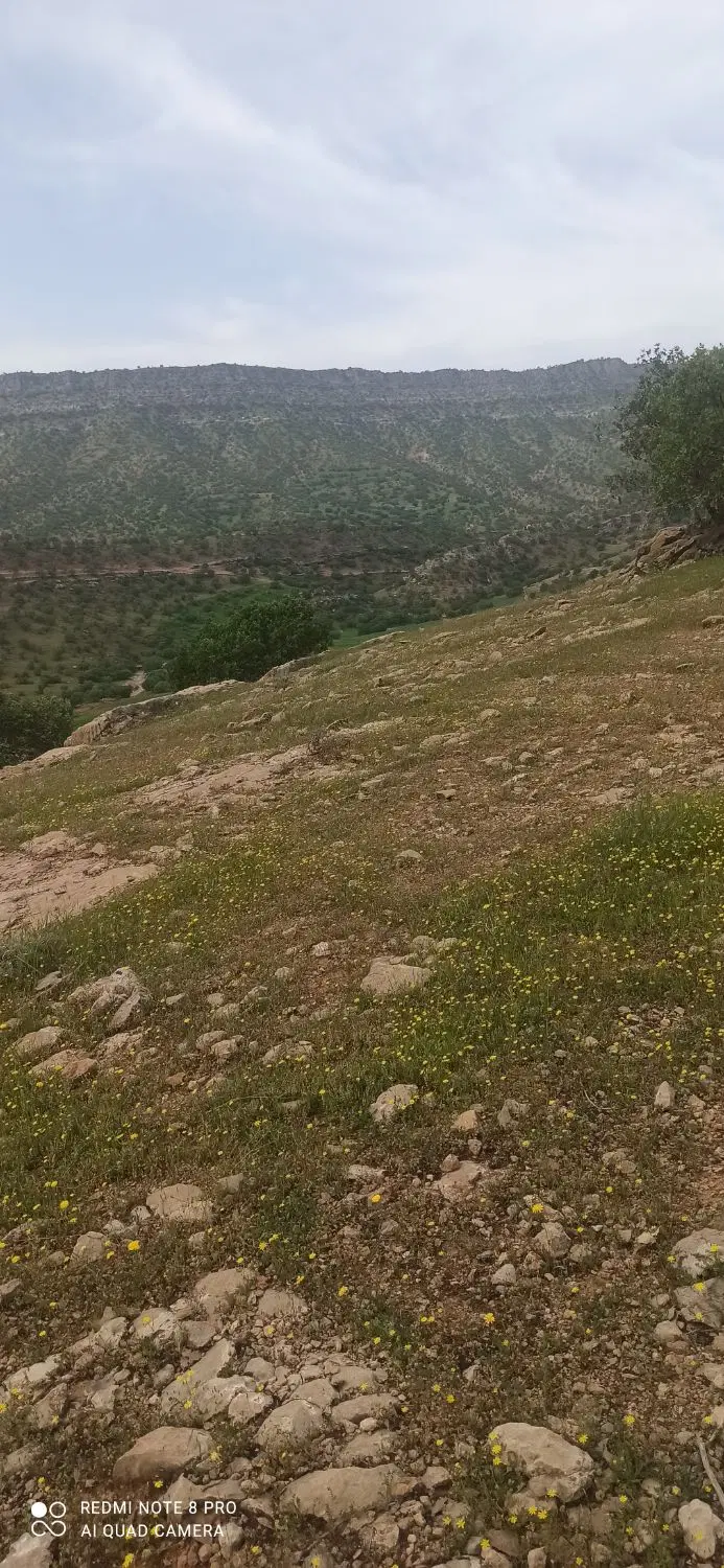 زمین شهرک امام گلستان 12
