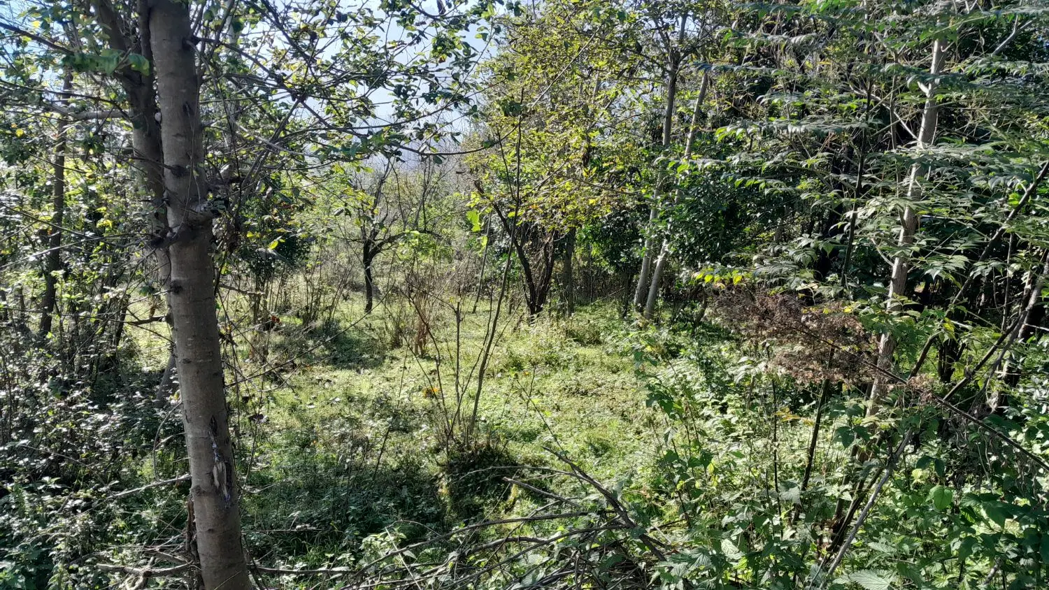 زمین مسکونی