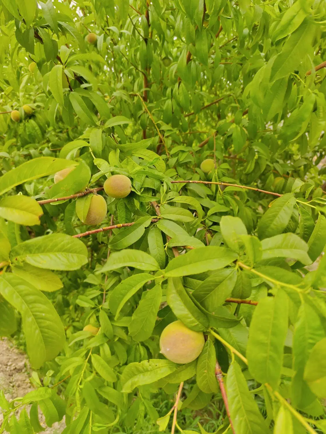 باغچه با سهمیه آب کشاورزی